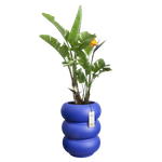 amber roll high 43cm royal blue